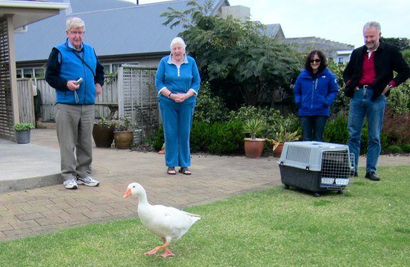 Thomas was taken to the Wellington Bird Rehabilitation Trust to live out his last years as his health declined. He spent his days with other blind birds until he passed away.