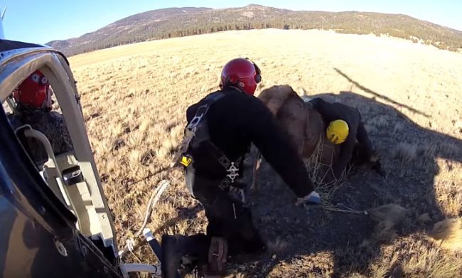 Once the elk is restrained, it's sedated, fitted with a tracking collar, then released back into the wild. However, things didn't go as planned for the group of researchers whose helicopter collided with one such unfortunate creature.