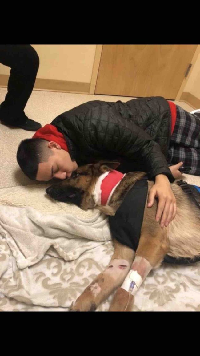 Amazingly enough, his furry hero survived, though the wounds in his neck and legs would require expensive surgeries. But friends, family, and members of the community came through in a huge way when they set up a GoFundMe account to raise money for Rex's medical bills.