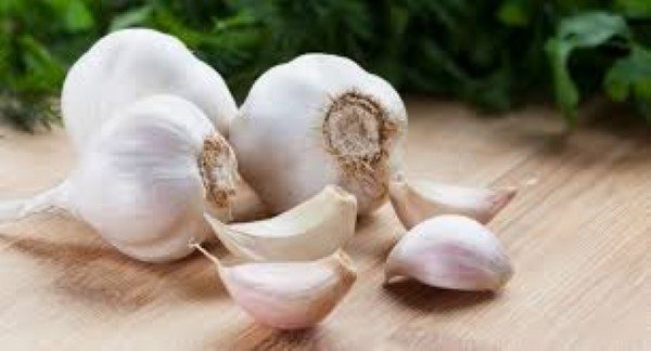 Garlic