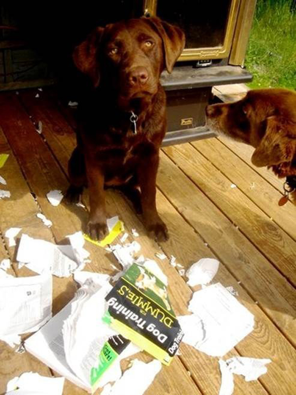 25.) This dog has a great sense of humor.