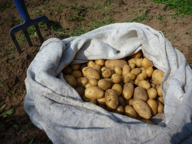EMS responds to a call where a man reported having MULTIPLE potatoes stuck up his rectum/colon. Not red potatoes, those big brown suckers. The kicker: “I was washing my potatoes in the shower when I slipped and fell and all the potatoes went up there.” -- HonestWill